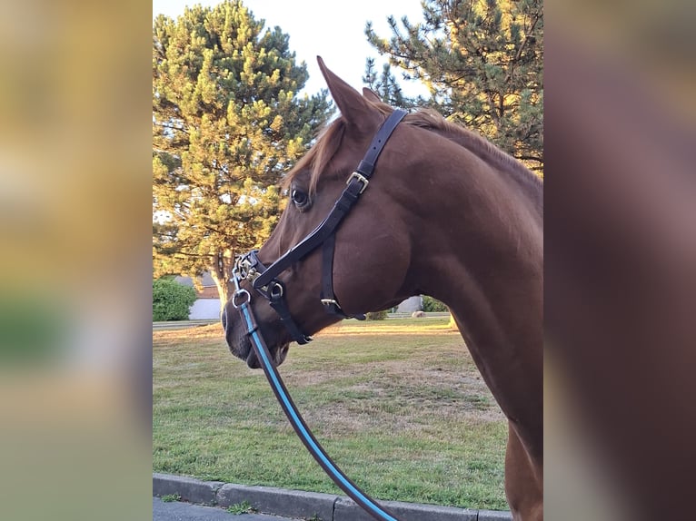 Anglo-Arab Gelding 11 years 15 hh Chestnut-Red in Cremlingen