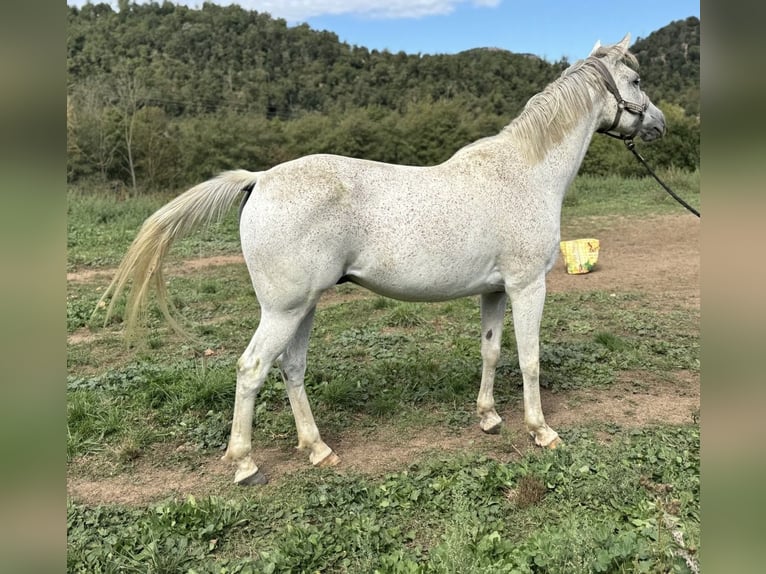 Anglo-Arab Gelding 11 years 15,2 hh Grey in Vic