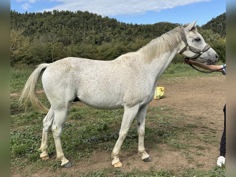 Anglo-Arab Gelding 11 years 15,2 hh Grey in Vic
