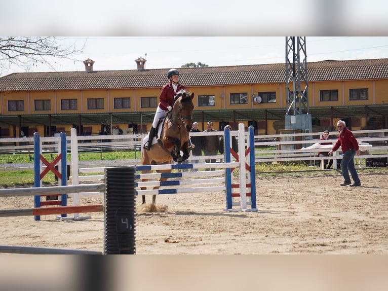 Anglo-Arab Gelding 11 years 16,1 hh Brown in Colmenar Viejo