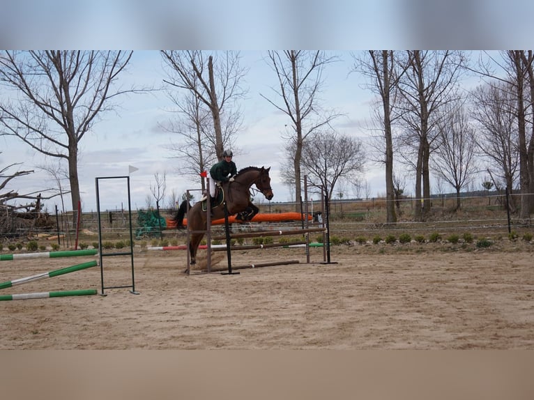 Anglo-Arab Gelding 11 years 16,1 hh Brown in Colmenar Viejo