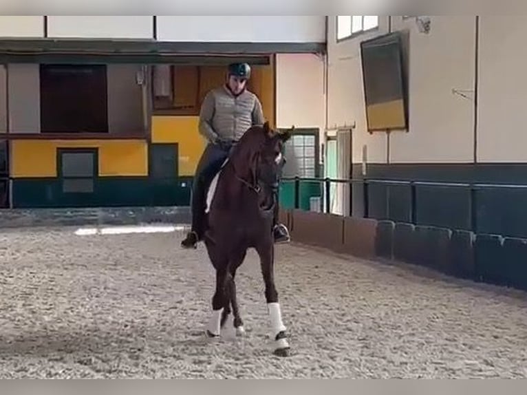 Anglo-Arab Gelding 11 years 16.2 hh Chestnut-Red in Pontevedra