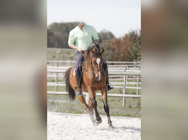 Anglo-Arab Gelding 11 years 16 hh Brown in Roche VD