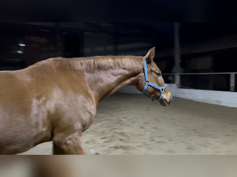 Anglo-Arab Gelding 11 years 16,2 hh Chestnut-Red in Pontevedra