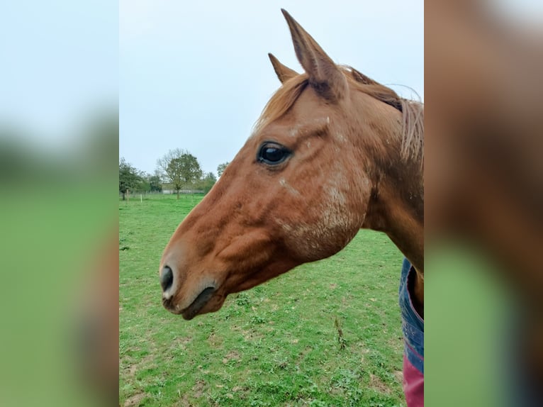 Anglo-Arab Gelding 12 years 14,3 hh Chestnut-Red in Evaillé