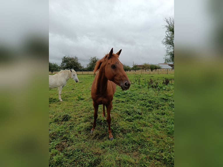 Anglo-Arab Gelding 12 years 14,3 hh Chestnut-Red in Evaillé