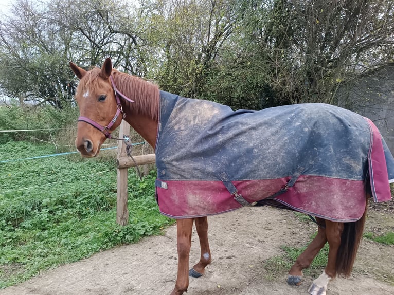 Anglo-Arab Gelding 12 years 14,3 hh Chestnut-Red in Evaillé