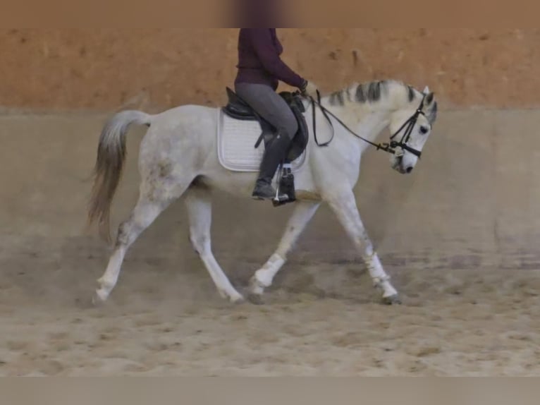 Anglo-Arab Gelding 12 years 15 hh Gray in Schwäbisch Gmünd