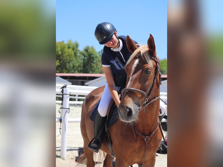 Anglo-Arab Gelding 12 years 17 hh Chestnut-Red in Sant Just Desvern