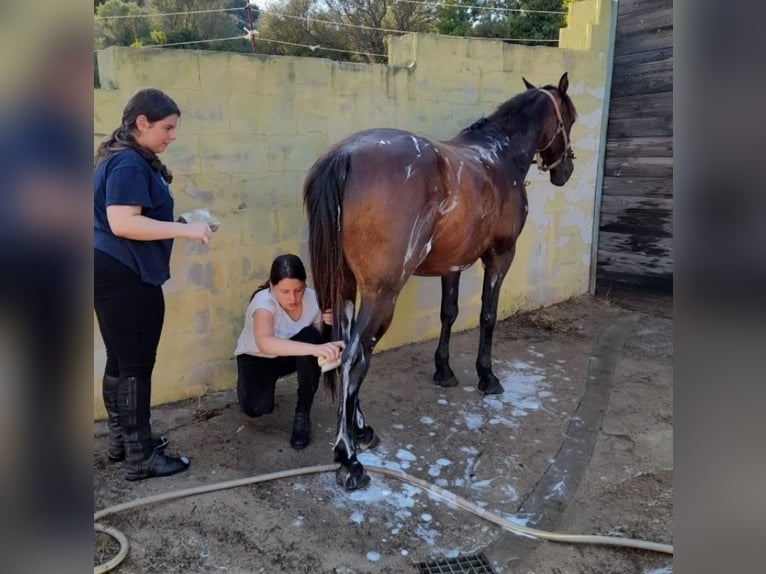 Anglo-Arab Mix Gelding 13 years 15,1 hh Brown in Cannigione