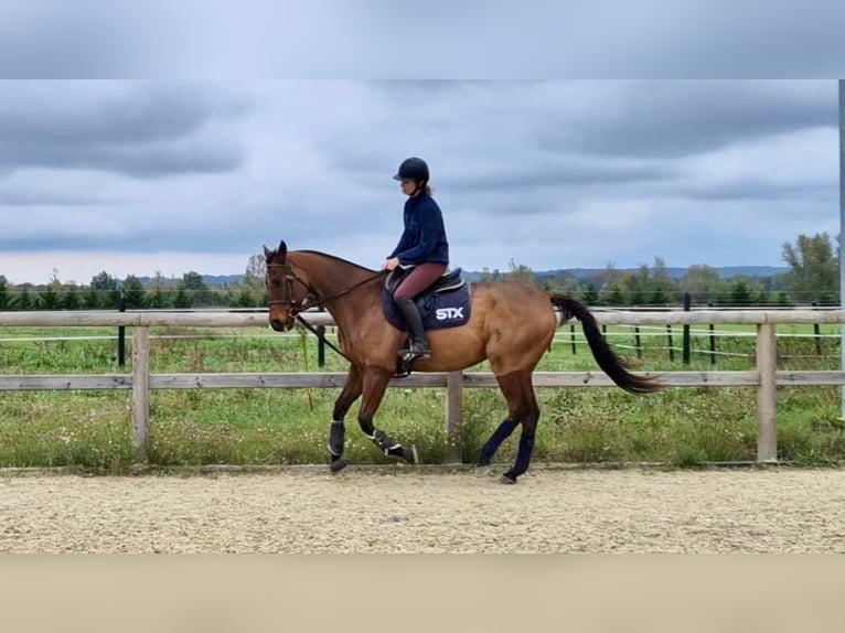 Anglo-Arab Gelding 13 years 15,3 hh Brown in Cagnes-sur-Mer