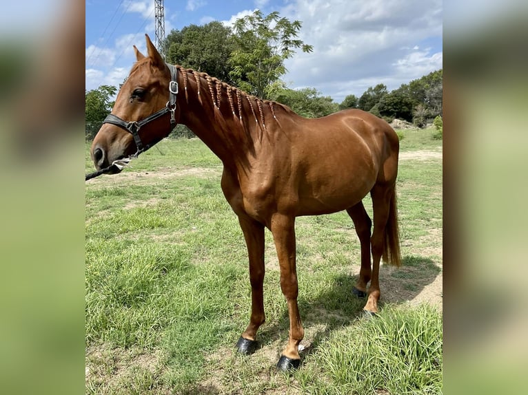 Anglo-Arab Gelding 13 years 17 hh Brown in Sant Just Desvern