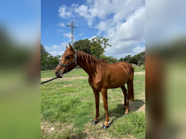Anglo-Arab Gelding 13 years 17 hh Brown in Sant Just Desvern