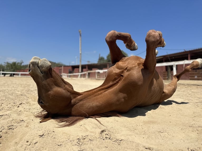Anglo-Arab Gelding 13 years 17 hh Brown in Sant Just Desvern