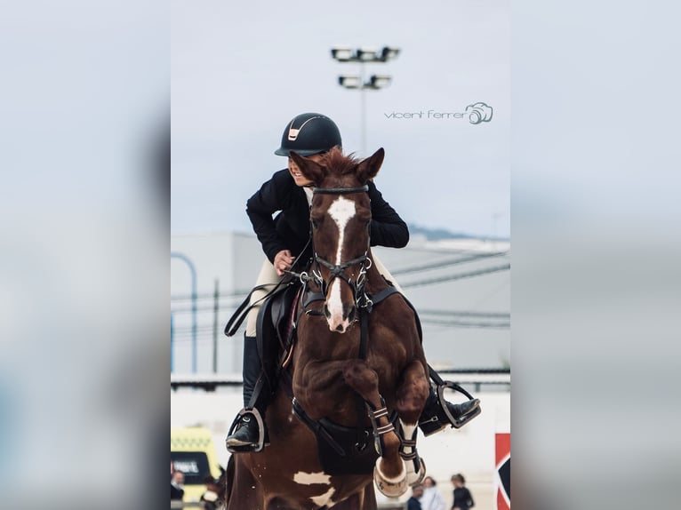 Anglo-Arab Gelding 13 years Chestnut-Red in Son Sardina