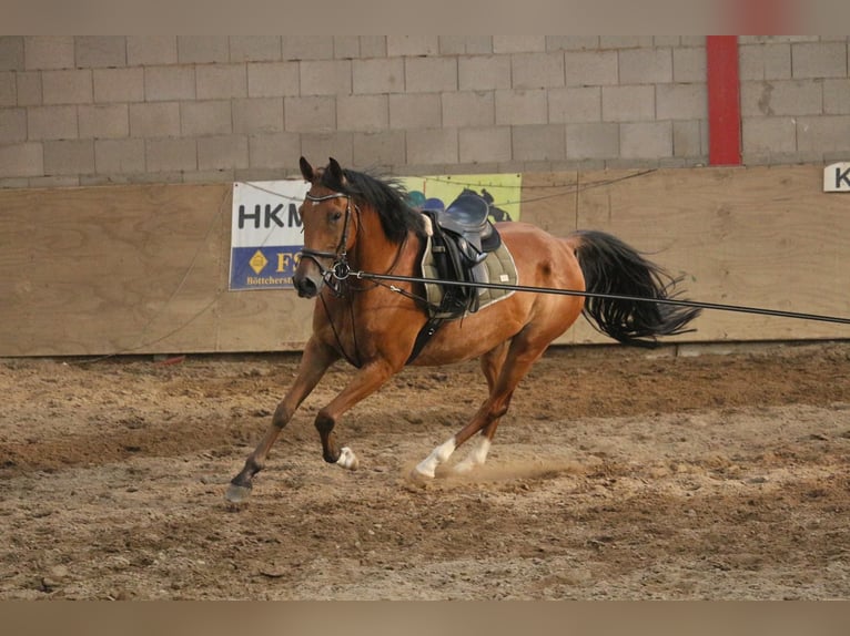 Anglo-Arab Mix Gelding 14 years 15,2 hh Brown in Gernrode