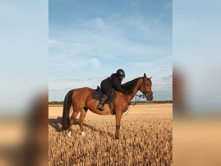 Anglo-Arab Mix Gelding 14 years 15,2 hh Brown in Gernrode