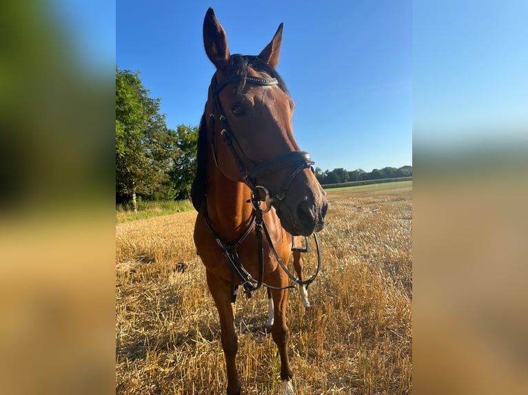 Anglo-Arab Mix Gelding 14 years 15,2 hh Brown in Gernrode