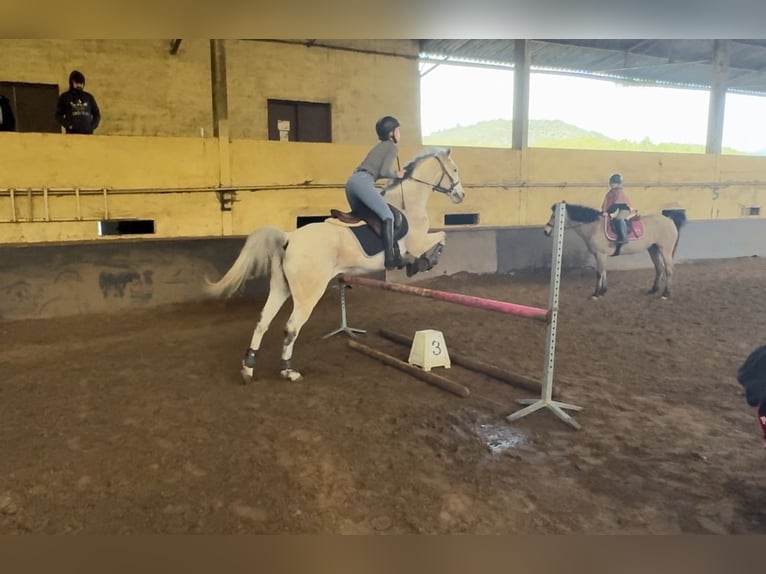 Anglo-Arab Gelding 14 years 15,2 hh Gray in Villeneuve-Loubet