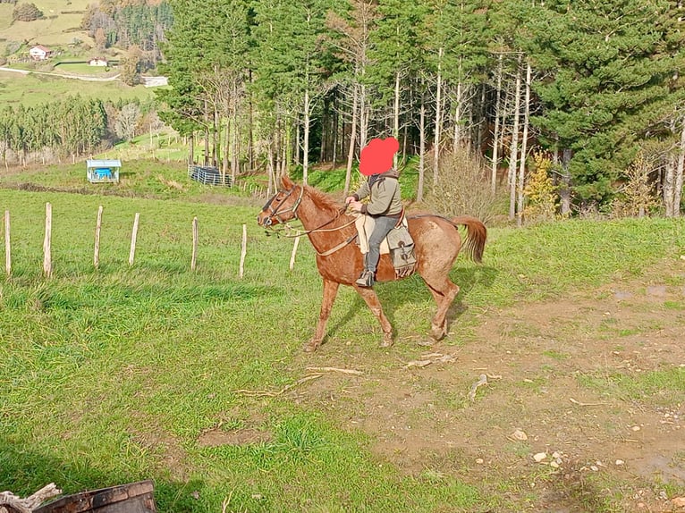 Anglo-Arab Gelding 15 years 15,2 hh Chestnut-Red in Bilbao