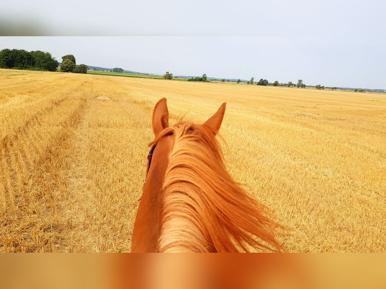 Anglo-Arab Gelding 15 years 15,1 hh Chestnut-Red in Hildesheim