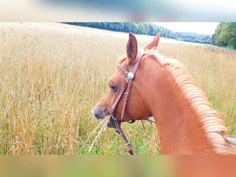 Anglo-Arab Gelding 15 years 15,1 hh Chestnut-Red in Hildesheim