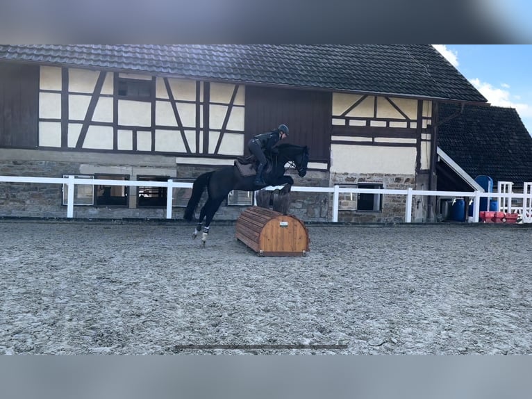 Anglo-Arab Gelding 15 years 15,2 hh Smoky-Black in Wildberg