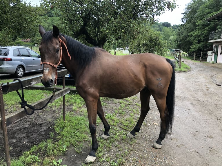 Anglo-Arab Gelding 15 years 16 hh Brown in Valmorea