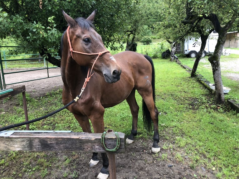 Anglo-Arab Gelding 15 years 16 hh Brown in Valmorea