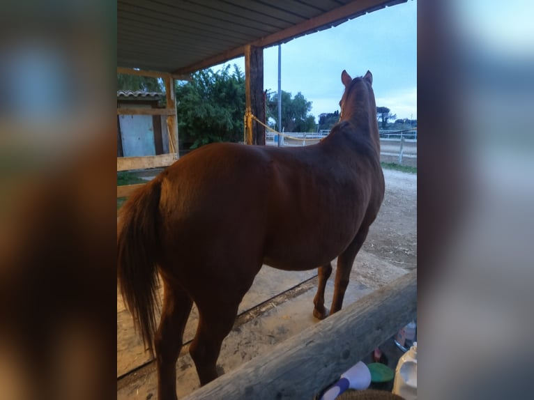 Anglo-Arab Gelding 15 years 16 hh Chestnut-Red in Aprilia