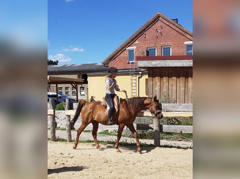 Anglo-Arab Gelding 16 years 15 hh Chestnut-Red in Galenbeck