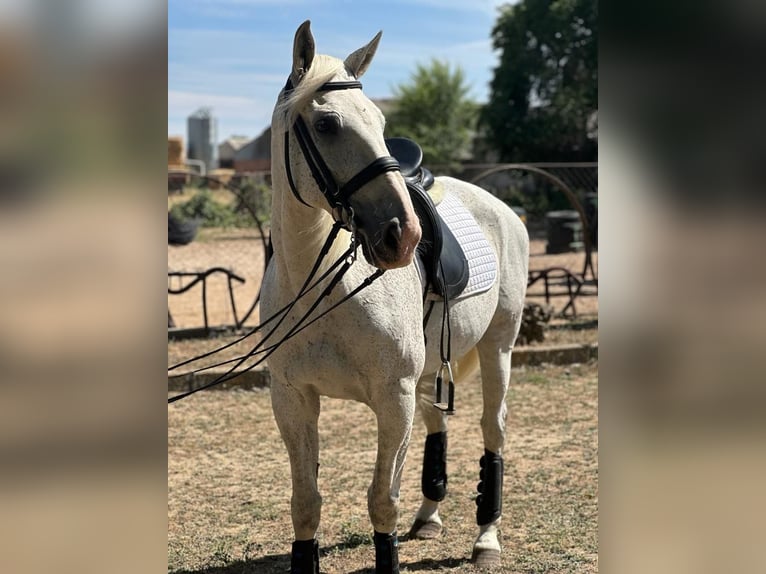 Anglo-Arab Mix Gelding 16 years 15,2 hh Grey in Grajera