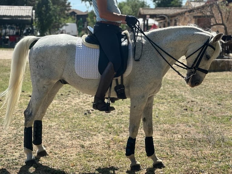 Anglo-Arab Mix Gelding 16 years 15,2 hh Grey in Grajera