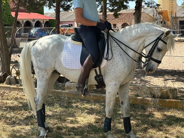 Anglo-Arab Mix Gelding 16 years 15,2 hh Grey in Grajera