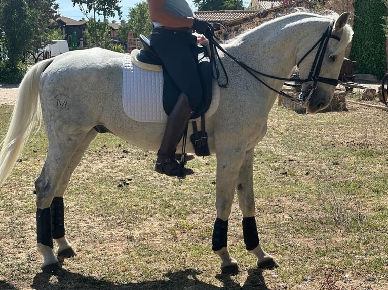 Anglo-Arab Mix Gelding 16 years 15,2 hh Grey in Grajera
