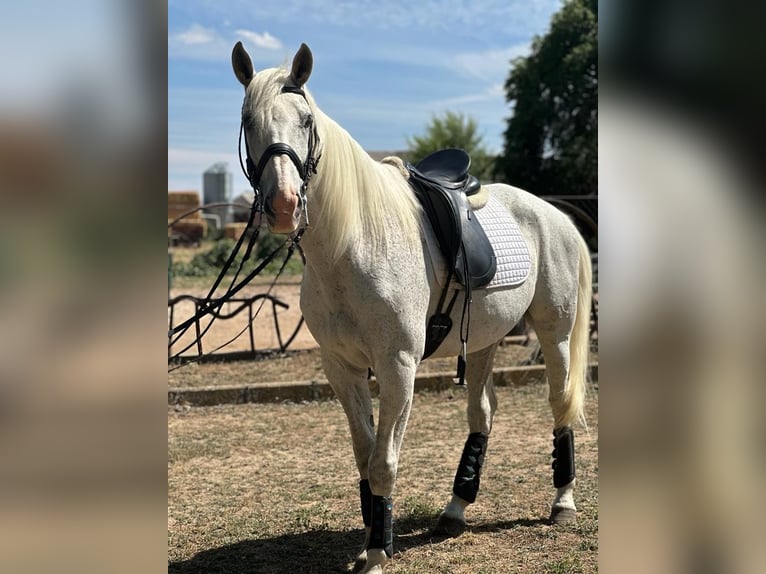 Anglo-Arab Mix Gelding 16 years 15,2 hh Grey in Grajera
