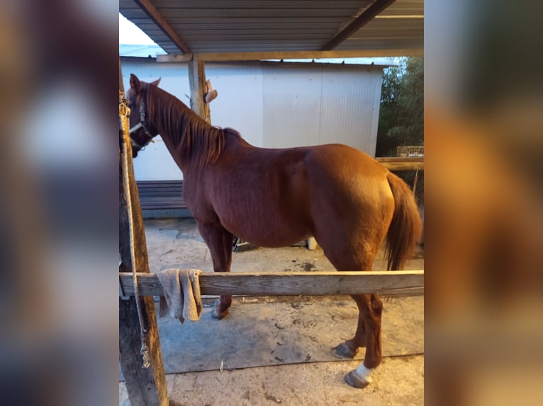 Anglo-Arab Gelding 16 years 16 hh Chestnut-Red in Aprilia