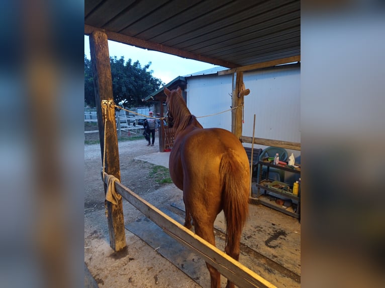Anglo-Arab Gelding 16 years 16 hh Chestnut-Red in Aprilia