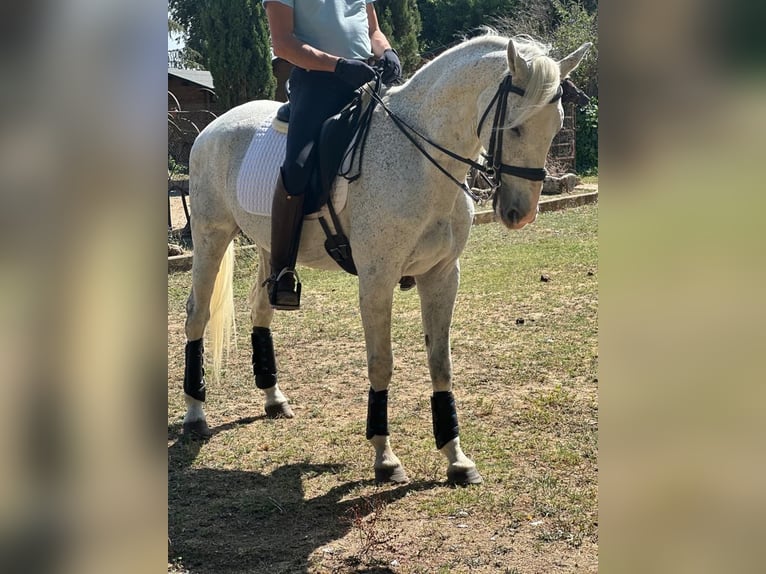 Anglo-Arab Mix Gelding 17 years 15.2 hh Grey in Grajera