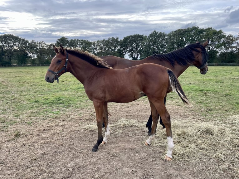 Anglo-Arab Gelding 1 year 15,2 hh Brown in Meslay du Maine