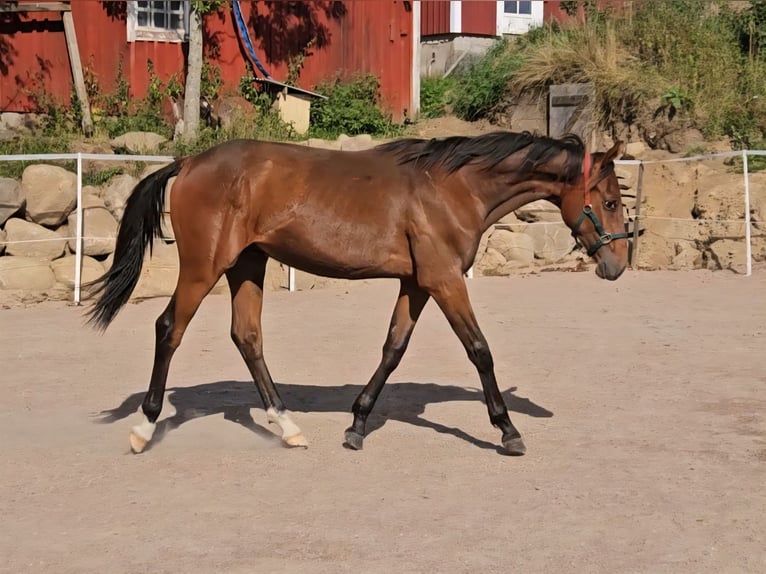 Anglo-Arab Gelding 1 year 15,2 hh Brown in J&#xF6;nk&#xF6;ping