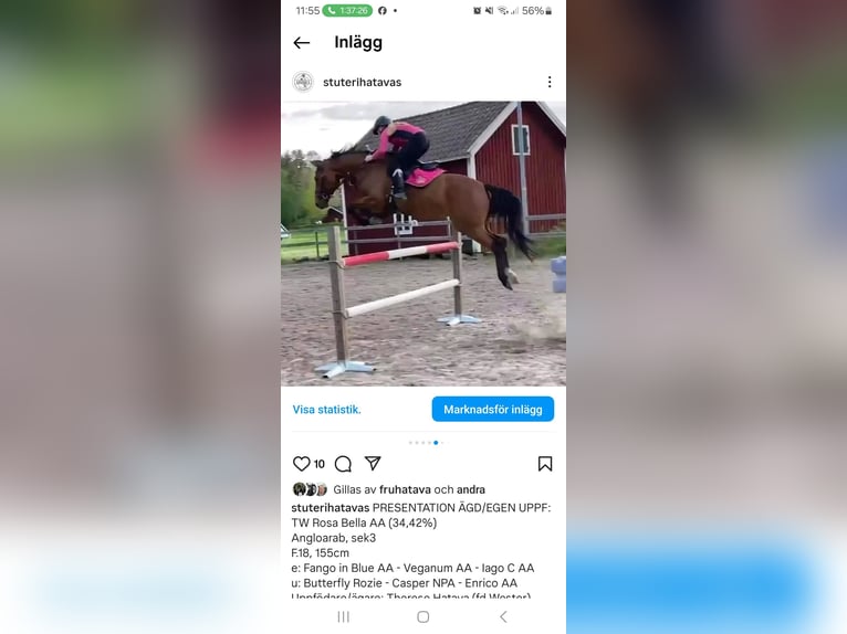 Anglo-Arab Gelding 1 year 15,2 hh Brown in J&#xF6;nk&#xF6;ping