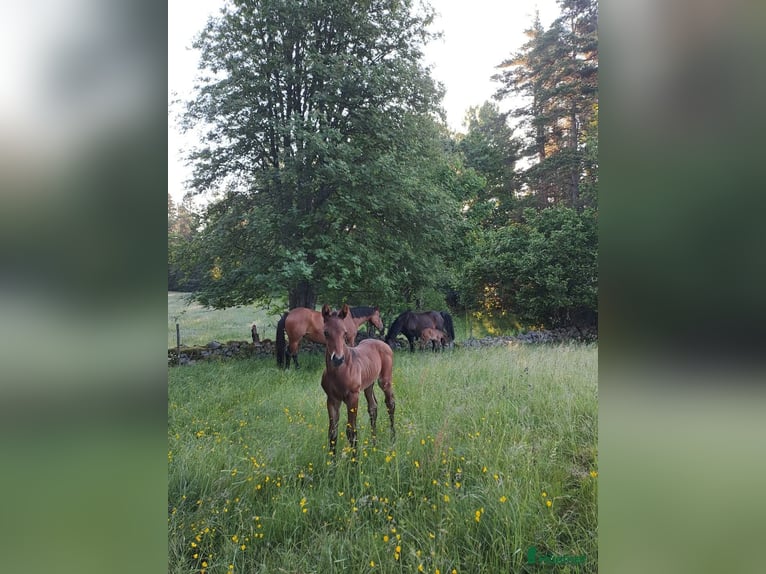 Anglo-Arab Gelding 1 year 15,2 hh Brown in J&#xF6;nk&#xF6;ping