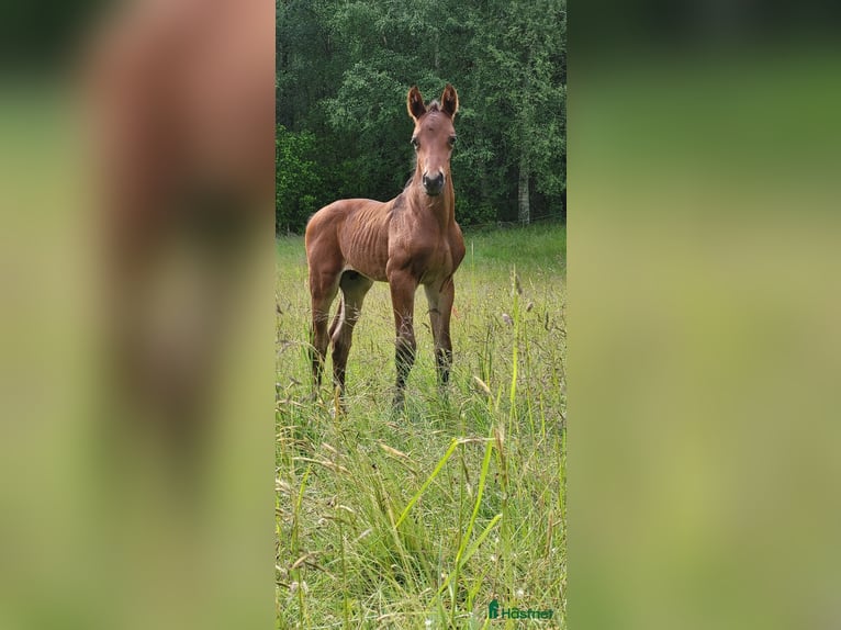 Anglo-Arab Gelding 1 year 15,2 hh Brown in J&#xF6;nk&#xF6;ping