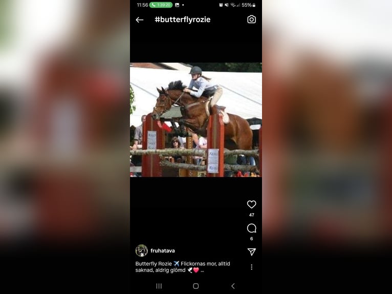 Anglo-Arab Gelding 1 year 15,2 hh Brown in J&#xF6;nk&#xF6;ping