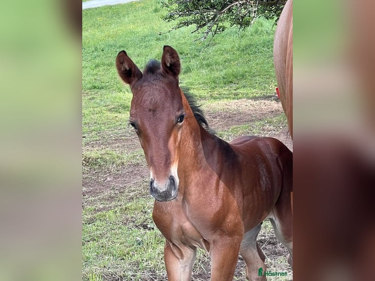 Anglo-Arab Gelding 1 year 15,2 hh Brown in J&#xF6;nk&#xF6;ping