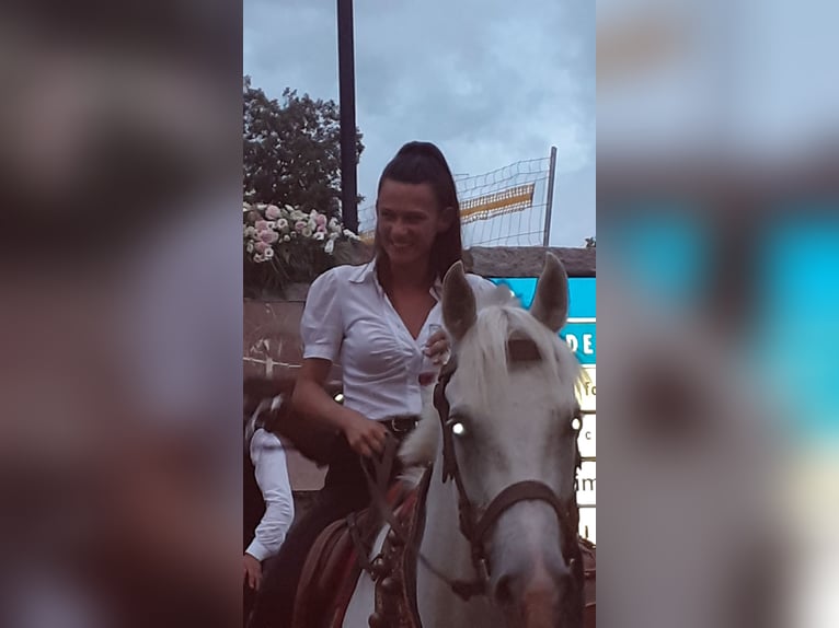 Anglo-Arab Gelding 20 years 15,1 hh Gray in Orotelli