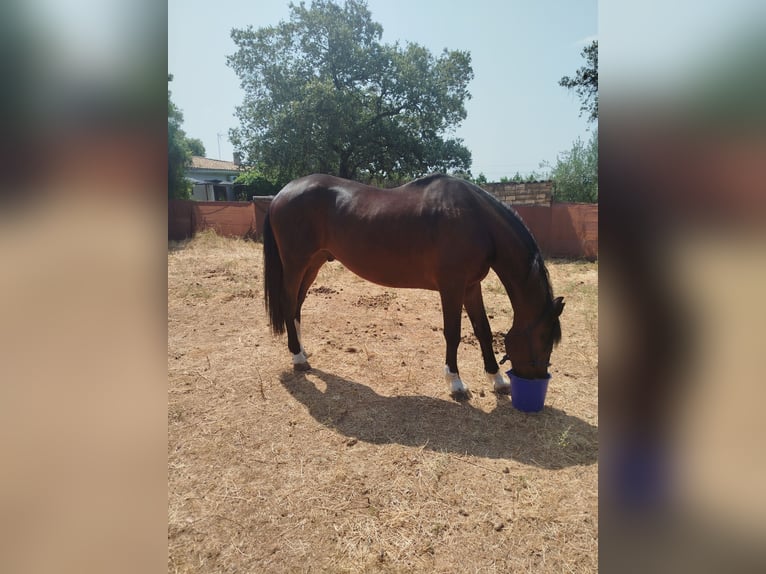 Anglo-Arab Gelding 20 years 16,2 hh Bay-Dark in Castilblanco De Los Arroyos