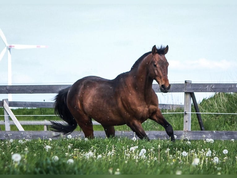 Anglo-Arab Gelding 21 years 16,1 hh Brown in Neumarkt in der Oberpfalz