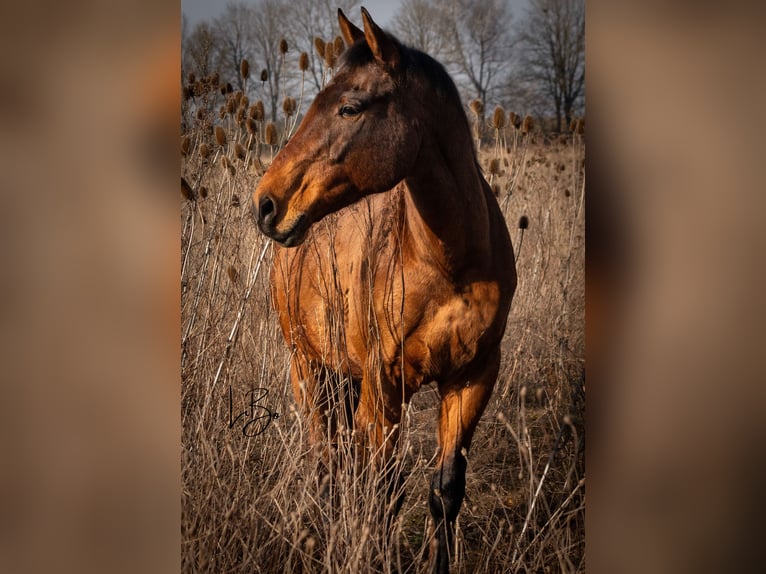 Anglo-Arab Gelding 21 years 16,1 hh Brown in Neumarkt in der Oberpfalz